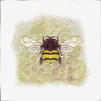 Bumble Bee 1